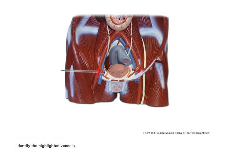 Identify the highlighted vessels.
LT-VA16 Life-size Muscle Torso 27-part 3B ScientificⓇ