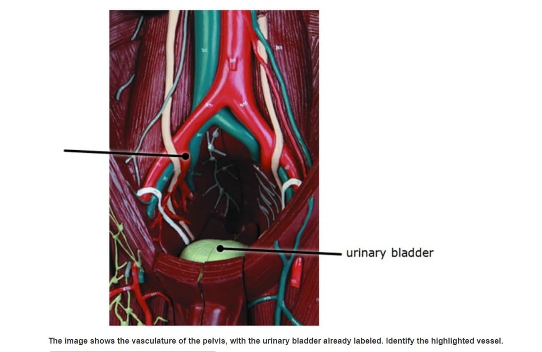 urinary bladder
The image shows the vasculature of the pelvis, with the urinary bladder already labeled. Identify the highlighted vessel.