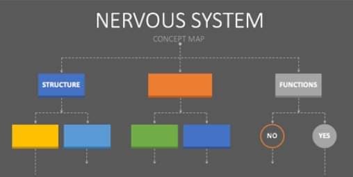 STRUCTURE
NERVOUS SYSTEM
CONCEPT MAP
FUNCTIONS
NO
YES