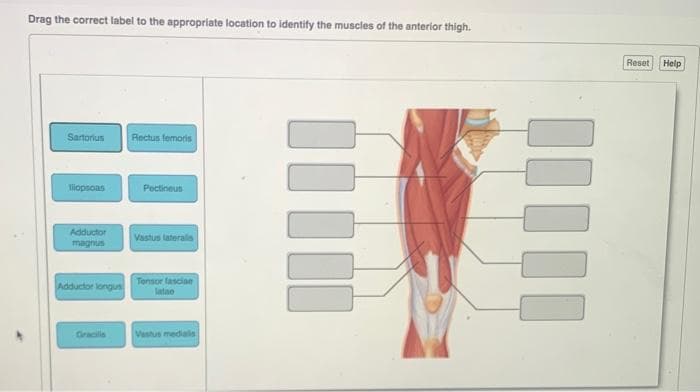 Drag the correct label to the appropriate location to identify the muscles of the anterior thigh.
III
Sartorius
Tliopsoas
Rectus femoris
Pectineus
Adductor Vastus lateralis
magnus
Gracilis
Tensor fascian
Adductor longus latao
Vastus medias
Reset Help