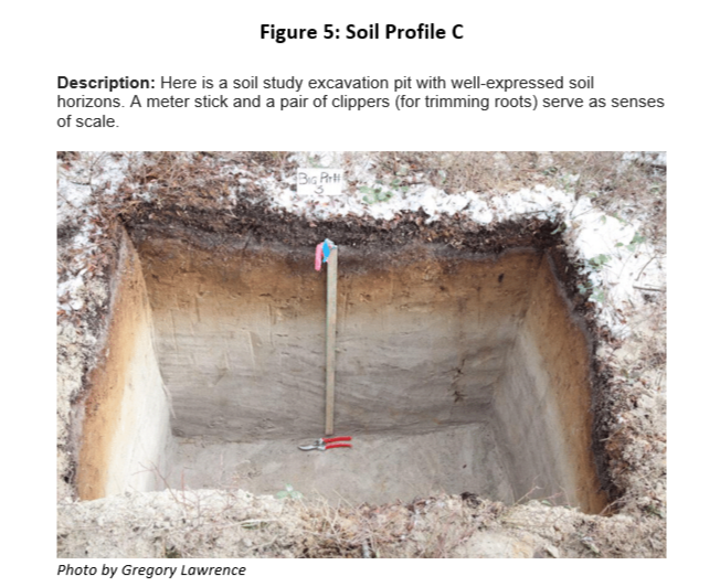 Figure 5: Soil Profile C
Description: Here is a soil study excavation pit with well-expressed soil
horizons. A meter stick and a pair of clippers (for trimming roots) serve as senses
of scale.
Photo by Gregory Lawrence
Big Pr