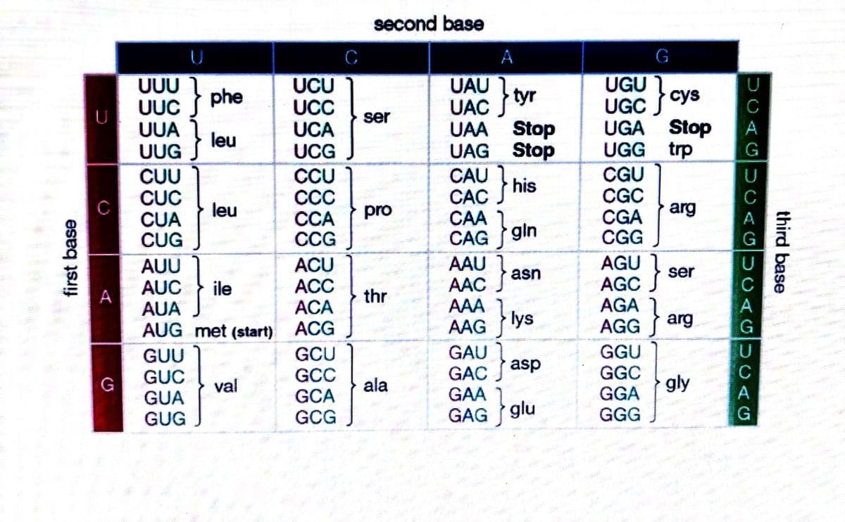 first base
A
G
UUU
UUC
} phe
UUG}
leu
CUU
leu
CUC
CUA
CUG
AUU
AUC
AUA
{}
ile
AUG met (start)
GUU
GUC
val
GUA
GUG
UCU
UCC
UCA
UCG
CCU
CCC
CCA
CCG
ACU
ACC
ACA
ACG
GCU
GCC
GCA
GCG
C
second base
UAU
UAC
}
tyr
UAA Stop
UAG Stop
CAC} his
CAA
CAG
}gin
AAU
asn
AAC
AAA
AAG
lys
GAC
asp
GAA
}
GAG glu
ser
pro
thr
ala
}
G
UGC} cys
UGA Stop
UGG trp
CGU
CGC
CGA
arg
CGG
ser
AGC}
AGA
AGG
arg
GGU
GGC
gly
GGA
GGG
DOAG
A
U
CAG
third base