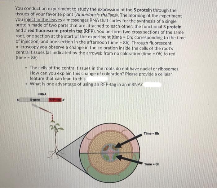 You conduct an experiment to study the expression of the S protein through the
tissues of your favorite plant (Arabidopsis thaliana). The morning of the experiment
you inject in the leaves a messenger RNA that codes for the synthesis of a single
protein made of two parts that are attached to each other: the functional S protein
and a red fluorescent protein tag (RFP). You perform two cross sections of the same
root, one section at the start of the experiment (time = Oh; corresponding to the time
of injection) and one section in the afternoon (time = 8h). Through fluorescent
microscopy you observe a change in the coloration inside the cells of the root's
central tissues (as indicated by the arrows): from no coloration (time = Oh) to red
(time = 8h).
• The cells of the central tissues in the roots do not have nuclei or ribosomes.
How can you explain this change of coloration? Please provide a cellular
feature that can lead to this.
• What is one advantage of using an RFP-tag in an mRNA?
mRNA
S-gene
RFP-tag 3
Time 8h
Time = Oh