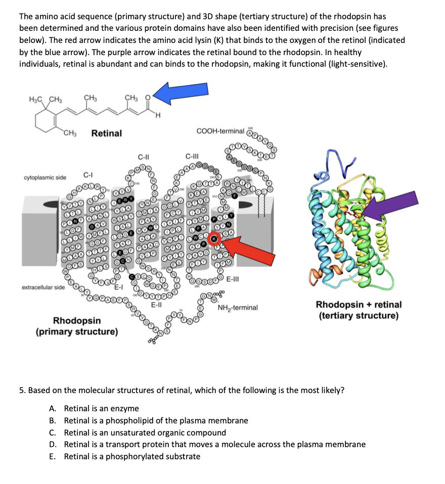 The amino acid sequence (primary structure) and 3D shape (tertiary structure) of the rhodopsin has
been determined and the various protein domains have also been identified with precision (see figures
below). The red arrow indicates the amino acid lysin (K) that binds to the oxygen of the retinol (indicated
by the blue arrow). The purple arrow indicates the retinal bound to the rhodopsin. In healthy
individuals, retinal is abundant and can binds to the rhodopsin, making it functional (light-sensitive).
H3C CH3
CH3
cytoplasmic side
extracellular side
CH3
Retinal
CH3
Rhodopsin
(primary structure)
C-II
H
500000
NOOⓇ
...ooo E-II
COOH-terminal
C-III
ago
E-III
CONJOO
NH₂-terminal
Rhodopsin + retinal
(tertiary structure)
5. Based on the molecular structures of retinal, which of the following is the most likely?
A. Retinal is an enzyme
B. Retinal is a phospholipid of the plasma membrane
C. Retinal is an unsaturated organic compound
D. Retinal is a transport protein that moves a molecule across the plasma membrane
E. Retinal is a phosphorylated substrate