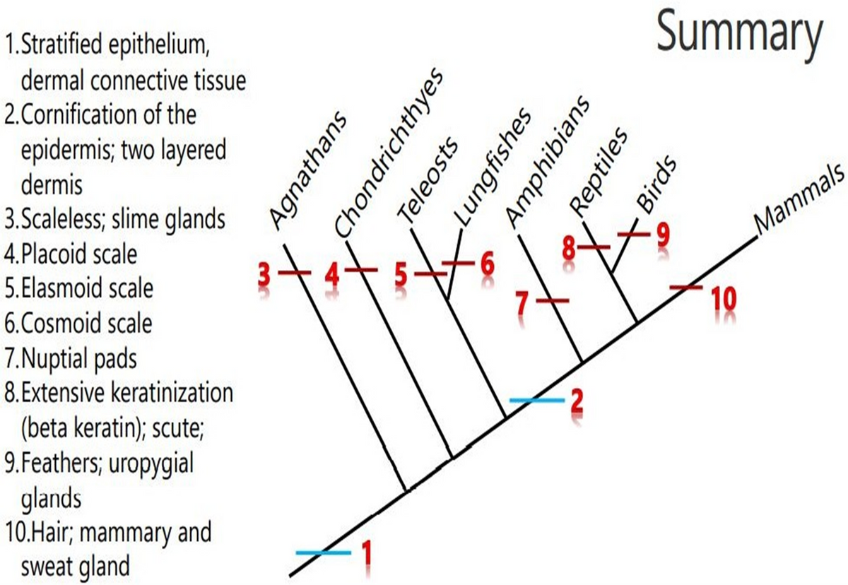 1.Stratified epithelium,
Summary
dermal connective tissue
2.Cornification of the
epidermis; two layered
dermis
3.Scaleless; slime glands
4. Placoid scale
Mammals
5.Elasmoid scale
6.Cosmoid scale
10
7.Nuptial pads
8.Extensive keratinization
(beta keratin); scute;
9. Feathers; uropygial
glands
10.Hair; mammary and
sweat gland
Agnathans
Chondrichthyes
Teleosts
Lungfishes
Amphibians
Reptiles
Birds
