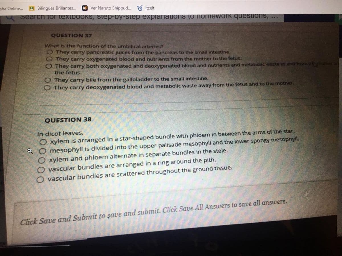 sha Online.
A Bilingües Brillantes..
AF Ver Naruto Shippud... O itzelt
U Searchn for textboOKS, step-by-step expianations to omework questions, ...
QUESTION 37
What is the function of the umbilical arteries?
O They carry pancreatic juices from the pancreas to the small intestine.
O They carry oxygenated blood and nutrients from the mother to the fetus.
O They carry both oxygenated and deoxygenated blood and nutrients and metabolic waste to and from t
the fetus.
O They carry bile from the gallbladder to the small intestine.
O They carry deoxygenated blood and metabolic waste away from the fetus and to the mother.
QUESTION 38
In dicot leaves,
O xylem is arranged in a star-shaped bundle with phloem in between the arms of the star.
mesophyll is divided into the upper palisade mesophyll and the lower spongy mesophyll,
O xylem and phloem alternate in separate bundles in the stele.
O vascular bundles are arranged in a ring around the pith.
O vascular bundles are scattered throughout the ground tissue.
Click Save and Submit to şave and submit. Click Save All Answers to save all answers.
