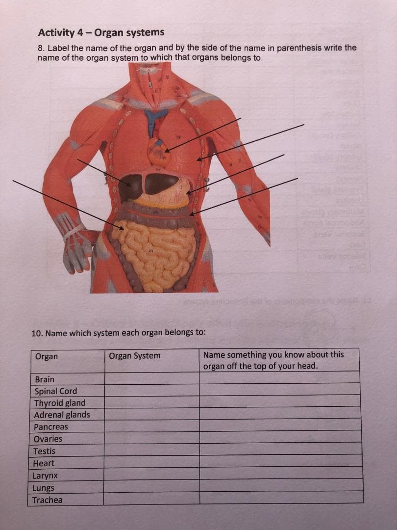 Activity 4-Organ systems
8. Label the name of the organ and by the side of the name in parenthesis write the
name of the organ system to which that organs belongs to.
10. Name which system each organ belongs to:
Name something you know about this
organ off the top of your head.
Organ
Organ System
Brain
Spinal Cord
Thyroid gland
Adrenal glands
Pancreas
Ovaries
Testis
Heart
Larynx
Lungs
Trachea
