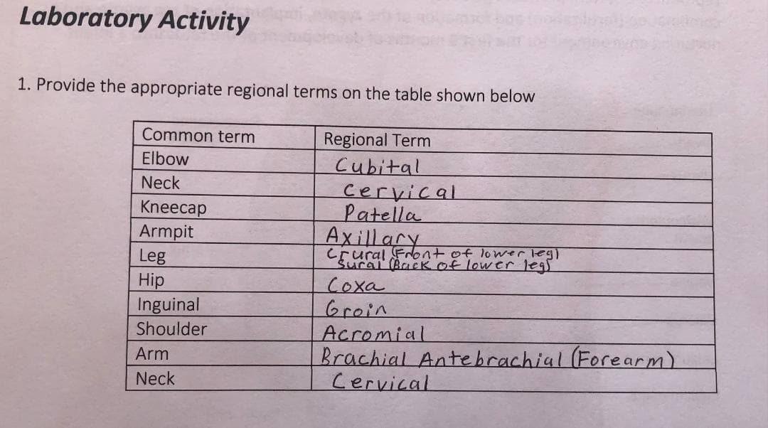 Laboratory Activity
1. Provide the appropriate regional terms on the table shown below
Common term
Regional Term
Cubital
Cervical
Patella
Axillary
Elbow
Neck
Kneecap
Armpit
Leg
Hip
Inguinal
crural Font of lower leg)
Surai BacK Of lower legs
Coxa
Groin
Acromial
Brachial Antebrachial (Forearm)
Cervical
Shoulder
Arm
Neck
