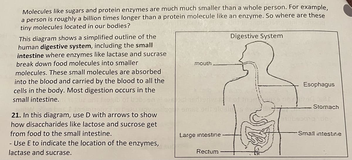 Molecules like sugars and protein enzymes are much much smaller than a whole person. For example.
a person is roughly a billion times longer than a protein molecule like an enzyme. So where are these
tiny molecules located in our bodies?
This diagram shows a simplified outline of the
human digestive system, including the small
intestine where enzymes like lactase and sucrase
Digestive System
break down food molecules into smaller
mouth
molecules. These small molecules are absorbed
into the blood and carried by the blood to all the
cells in the body. Most digestion occurs in the
Esophagus
small intestine.
Stomach
21. In this diagram, use D with arrows to show
how disaccharides like lactose and sucrose get
from food to the small intestine.
Large intestiıne
Small intestine
- Use E to indicate the location of the enzymes,
lactase and sucrase.
Rectum
