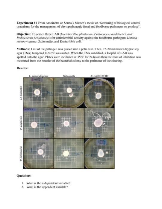 Experiment #1 From Antoinette de Senna's Master's thesis on "Screening of biological control
organisms for the management of phytopathogenic fungi and foodborne pathogens on produce".
Objective: To screen three LAB (Lactobacillus plantarum, Pediococcus acidilactici, and
Pediococcus pentosaceus) for antimicrobial activity against the foodborne pathogens Listeria
monocytogenes, Salmonella, and Escherichia coli.
Methods: 1 ml of the pathogen was placed into a petri dish. Then, 15-20 ml molten tryptic soy
agar (TSA) tempered to 50°C was added. When the TSA solidified, a loopful of LAB was
spotted onto the agar. Plates were incubated at 35°C for 24 hours then the zone of inhibition was
measured from the boarder of the bacterial colony to the perimeter of the clearing.
Results:
Lmonocytogenes
Salmonella
E col O157-H7
Questions:
1. What is the independent variable?
2. What is the dependent variable?
Pacidilactici
