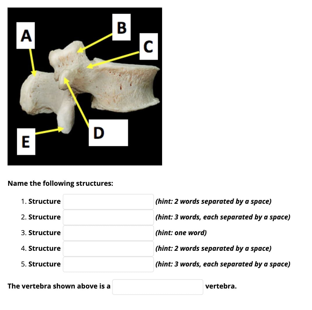 A
D
E
Name the following structures:
1. Structure
(hint: 2 words separated by a space)
2. Structure
(hint: 3 words, each separated by a space)
3. Structure
(hint: one word)
4. Structure
(hint: 2 words separated by a space)
5. Structure
(hint: 3 words, each separated by a space)
The vertebra shown above is a
vertebra.
B
