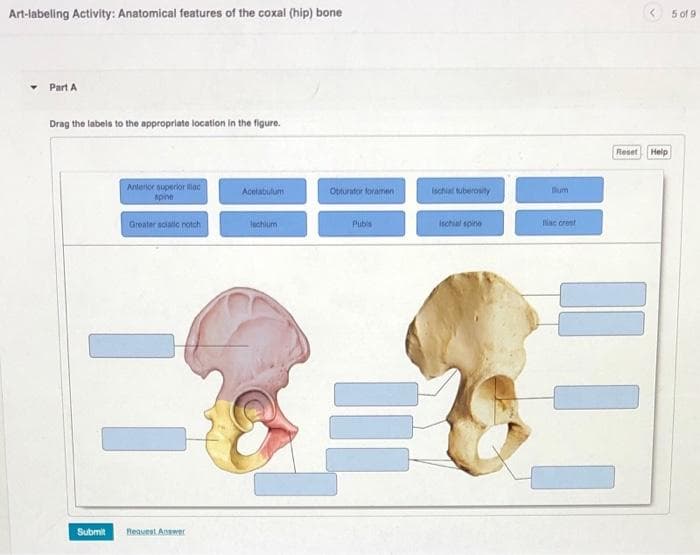 Art-labeling Activity: Anatomical features of the coxal (hip) bone
< 5 of 9
Part A
Drag the iabels to the appropriate location in the figure.
Reset Help
Anterior superior lac
spine
Ischial tuberosity
Acetabulum
Oturator foramen
Bum
Greater sciatic notch
lechium
Pubis
Ischial spine
lac crest
Submit
Reauest Aonwer
