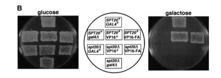 B
glucose
galactose
SPT20
GAL4*
SPT20* SPT20*] SPT20*
VP16+
gal4A
VP16-FA
spt204 spt20A spt20A
GAL4* |VP16+
VP16-FA
spt20A
gal4A
