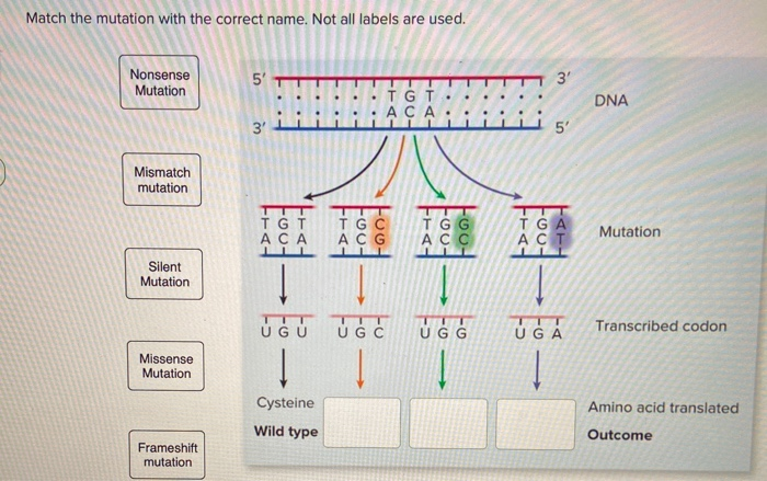 Match the mutation with the correct name. Not all labels are used.
Nonsense
Mutation
Mismatch
mutation
Silent
Mutation
Missense
Mutation
Frameshift
mutation
5'
3'
TIT
TGT
TGC
TGG
ACA ACG ACC
E
↓ ↓
T
UGU UGC UGG
Į
->
TGT
ACA
Cysteine
Wild type
3'
5'
TGA
ACT
TIT
UGA
DNA
Mutation
Transcribed codon
Amino acid translated
Outcome