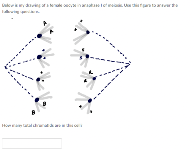 Below is my drawing of a female oocyte in anaphase I of meiosis. Use this figure to answer the
following questions.
A
W
8
S
B
How many total chromatids are in this cell?
R