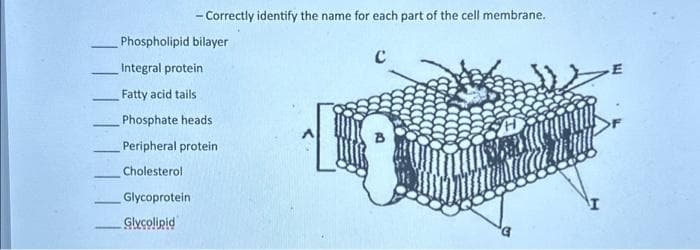 - Correctly identify the name for each part of the cell membrane.
Phospholipid bilayer
Integral protein
Fatty acid tails
Phosphate heads
Peripheral protein
Cholesterol
Glycoprotein
_ Glycolipid
C
E