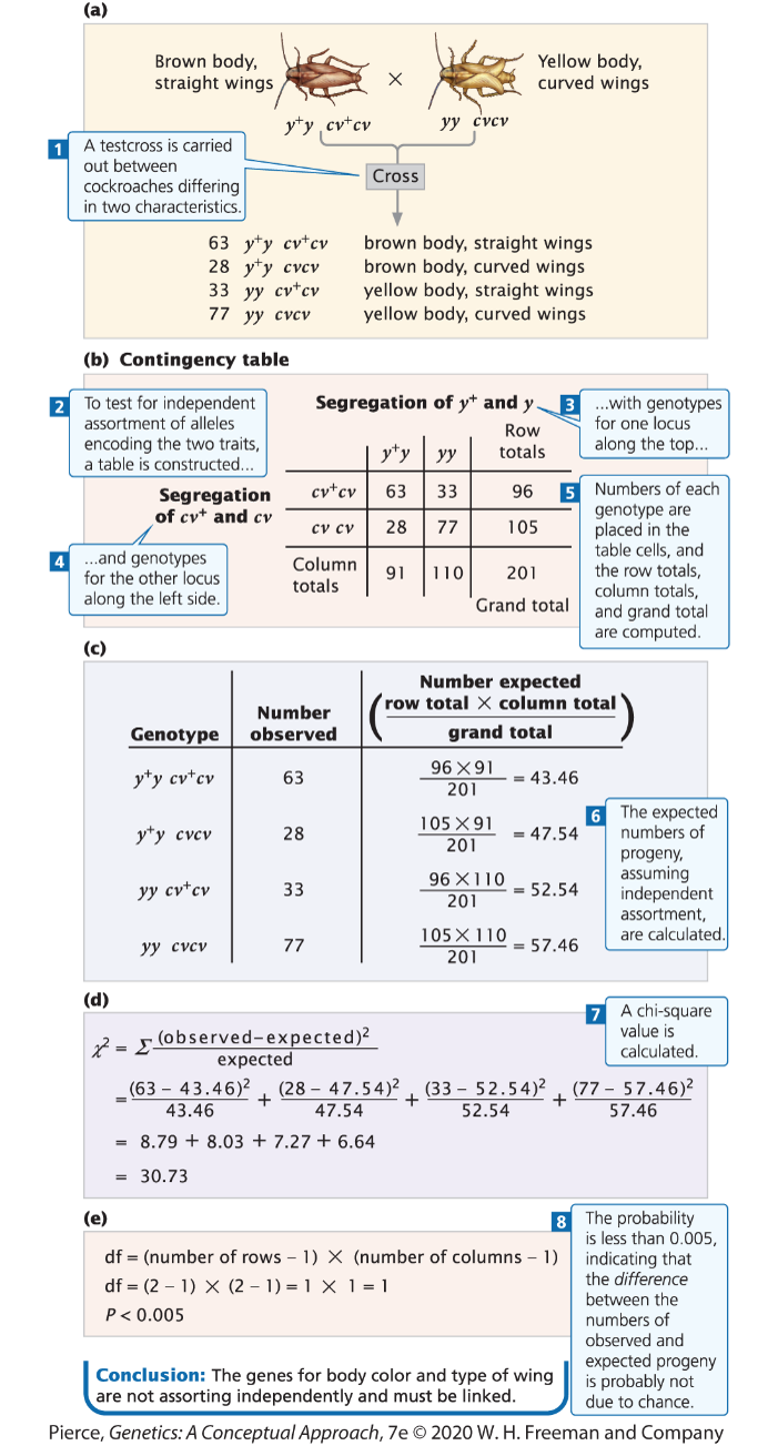 (a)
Brown body,
straight wings
Yellow body,
curved wings
y*y,cv*cv
уу сусу
1 A testcross is carried
out between
Cross
cockroaches differing
in two characteristics.
63 yty cvtcv
28 yty cvcv
brown body, straight wings
brown body, curved wings
yellow body, straight wings
yellow body, curved wings
33 yy cvtcv
77 уу сусу
(b) Contingency table
Segregation of y* and y 3.with genotypes
for one locus
2 To test for independent
assortment of alleles
encoding the two traits,
a table is constructed.
Row
along the top...
y*y
yy
totals
cv*cv 63
5 Numbers of each
5
genotype are
placed in the
table cells, and
the row totals,
column totals,
33
96
Segregation
of cvt and cv
су су
28
77
105
..and genotypes
for the other locus
Column
totals
91
110
201
along the left side.
Grand total and grand total
are computed.
(c)
Number expected
row total X column total
Number
Genotype
observed
grand total
96 X91
y*y cvtcv
63
= 43.46
201
6 The expected
numbers of
105 X91
y*y cvcv
28
= 47.54
201
progeny,
assuming
independent
assortment,
are calculated.
96 X110
yy cy*cv
33
= 52.54
201
105X110
уу сусу
77
= 57.46
201
(d)
2 = observed-expected)2
expected
7 A chi-square
value is
calculated.
(63 – 43.46)2
(28 – 47.54)2 , (33 – 52.54)?
+
52.54
(77 - 57.46)2
+
43.46
47.54
57.46
= 8.79 + 8.03 + 7.27 + 6.64
= 30.73
8 The probability
is less than 0.005,
df = (number of rows - 1) X (number of columns – 1)| indicating that
the difference
(e)
df = (2 – 1) X (2 – 1) = 1 X 1 = 1
between the
numbers of
observed and
P< 0.005
Conclusion: The genes for body color and type of wing
are not assorting independently and must be linked.
expected progeny
is probably not
due to chance.
Pierce, Genetics: A Conceptual Approach, 7e © 2020 W. H. Freeman and Company
