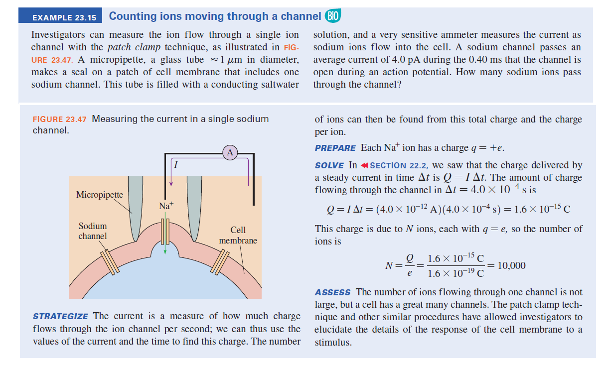 EXAMPLE 23.15 Counting ions moving through a channel BIO
Investigators can measure the ion flow through a single ion
channel with the patch clamp technique, as illustrated in FIG-
URE 23.47. A micropipette, a glass tube 1 µm in diameter,
makes a seal on a patch of cell membrane that includes one
sodium channel. This tube is filled with a conducting saltwater
solution, and a very sensitive ammeter measures the current as
sodium ions flow into the cell. A sodium channel passes an
average current of 4.0 pA during the 0.40 ms that the channel is
open during an action potential. How many sodium ions pass
through the channel?
FIGURE 23.47 Measuring the current in a single sodium
channel.
of ions can then be found from this total charge and the charge
per ion.
PREPARE Each Na* ion has a charge q= +e.
SOLVE In «SECTION 22.2, we saw that the charge delivered by
a steady current in time At is Q=1At. The amount of charge
flowing through the channel in At=4.0 × 104 s is
Micropipette
Na+
Q = I At = (4.0 × 10-12 A)(4.0 × 10-4 s) = 1.6 × 10-15 C
Sodium
Cell
This charge is due to N ions, each with q = e, so the number of
channel
membrane
ions is
1.6 × 10-15 C
1.6 X 10-19 C
N =
= 10,000
e
ASSESS The number of ions flowing through one channel is not
large, but a cell has a great many channels. The patch clamp tech-
nique and other similar procedures have allowed investigators to
elucidate the details of the response of the cell membrane to a
STRATEGIZE The current is a measure of how much charge
flows through the ion channel per second; we can thus use the
values of the current and the time to find this charge. The number
stimulus.
