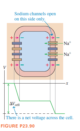 Sodium channels open
on this side only.
Na*
Na+
+
V
xX-
AV cell
|There is a net voltage across the cell.
FIGURE P23.90
