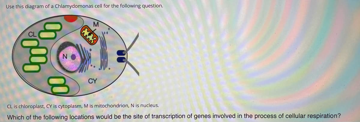 Use this diagram of a Chlamydomonas cell for the following question.
M
CY
CL is chloroplast, CY is cytoplasm, M is mitochondrion, N is nucleus.
Which of the following locations would be the site of transcription of genes involved in the process of cellular respiration?
