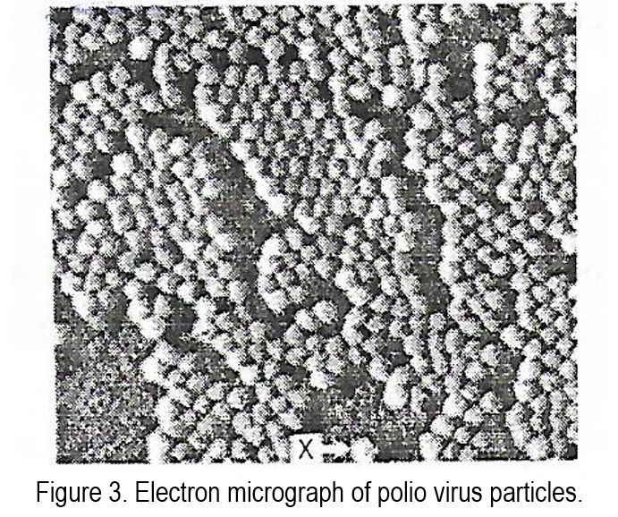 Figure 3. Electron micrograph of polio virus particles.
