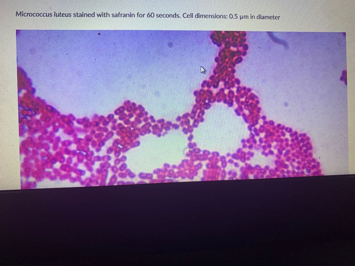 Micrococcus luteus stained with safranin for 60 seconds. Cell dimensions: 0.5 um in diameter
