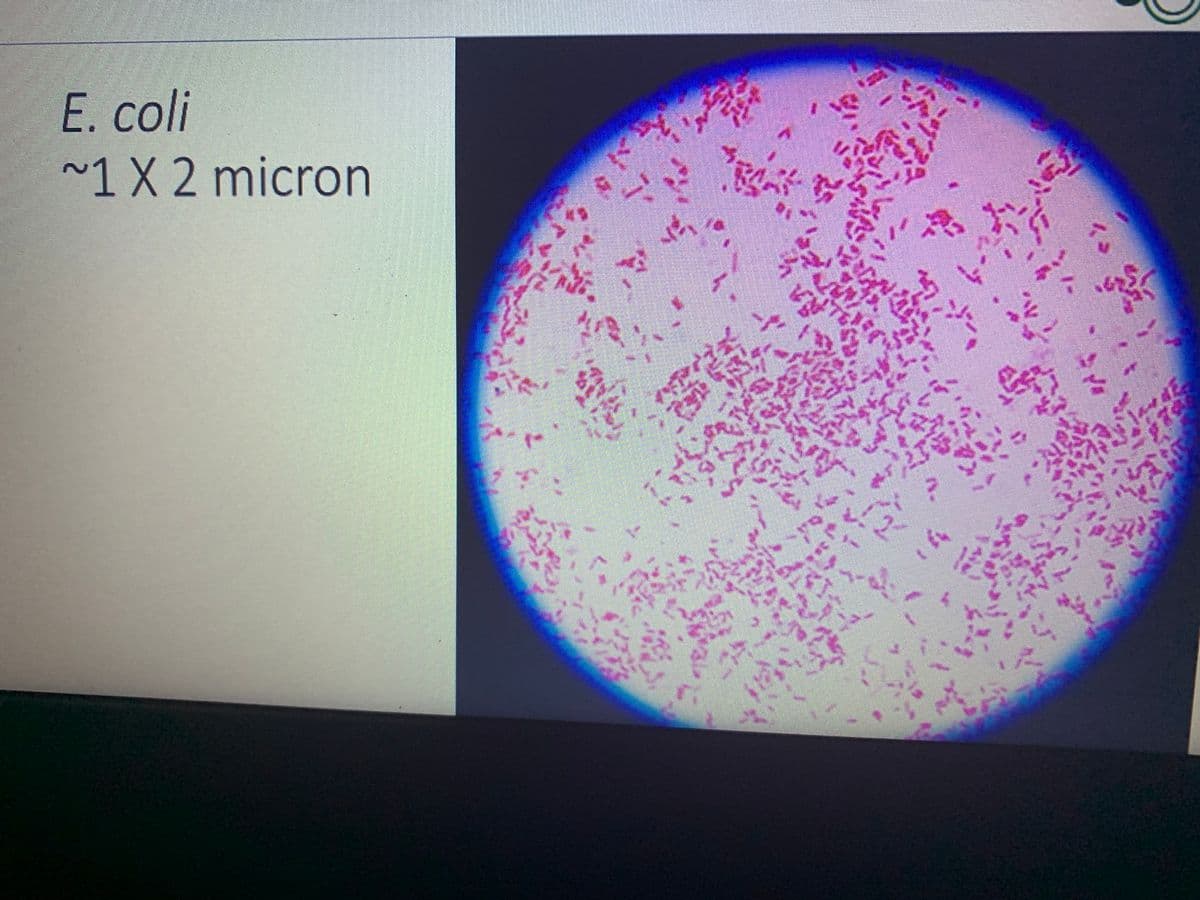 E. coli
~1X 2 micron
