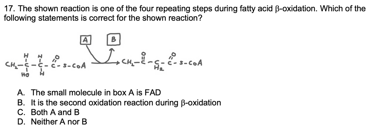 **Understanding Beta-Oxidation of Fatty Acids**

**Question 17:**
The shown reaction is one of the four repeating steps during fatty acid β-oxidation. Which of the following statements is correct for the shown reaction?

```
   A    B
    |   |
HO—CH2—C—H—C—C=O       CH2—C=O
   |    ||        ->       |     ||
   H    O                  |
 HO—H                     CH2—C—S—CoA
     |                           |
 HO—C—C=O          CO—S—CoA
    ||    |             ||    |
   O      HO      O     HO
  |       |       |        |
 HO    CoA   HO—C—S—CoA
 O       |       |
 HO—H
```

**Answer Choices:**
A. The small molecule in box A is FAD
B. It is the second oxidation reaction during β-oxidation
C. Both A and B
D. Neither A nor B

**Diagram Illustration:**

In the provided chemical reaction, two molecules are indicated by the labels 'A' and 'B':
- The molecule in box 'A' is involved in the oxidation process, which facilitates the conversion of the initial molecule to the final product.
- The molecule in box 'B' represents the product of this reaction.

**Explanation:**

In the context of fatty acid β-oxidation, the process typically involves four repeating steps:
1. Dehydrogenation, catalyzed by acyl-CoA dehydrogenase, producing FADH2.
2. Hydration, catalyzed by enoyl-CoA hydratase.
3. Dehydrogenation, this time catalyzed by β-hydroxyacyl-CoA dehydrogenase, producing NADH.
4. Thiolysis, catalyzed by thiolase, generating one acetyl-CoA and a shortened acyl-CoA.

In this reaction:
- **Box A** likely contains NAD+ (not FAD) as the coenzyme that is reduced to NADH, signifying the second dehydrogenation step in β-oxidation.
- **Box B** represents the product oxidized from the original molecule, indicating the conversion relation between the reactants and products.

**Conclusion:**
Based on the understanding of the β