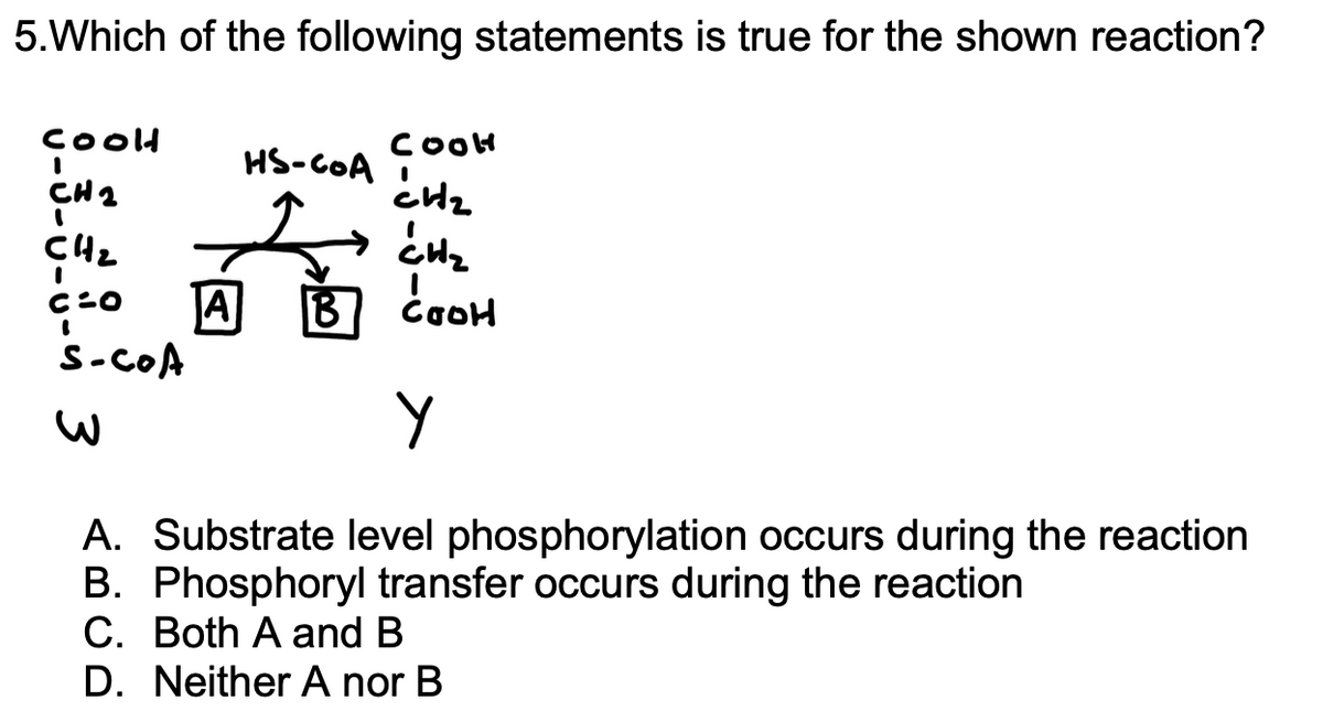 ### Educational Content on Chemical Reactions

#### Question 5: Analysis of the Given Reaction

The diagram in the accompanying image shows a chemical reaction involving two molecules labeled as W and Y. The diagram also features an exchange involving coenzyme A (HS-CoA).

#### Reaction Description
- **Reactant (W)**: 
  - Structure: 
    ```
    COOH
      |
    CH2
      |
    CH2
      |
      C=O
      |
    S-CoA
    ```
- **Products (A and B)**: 
  - Product (A) remains the same:
    ```
    COOH
      |
    CH2
      |
    CH2
      |
      C=O
      |
    HS-CoA
    ```
  - Product (B) changes structure:
    ```
    COOH
      |
    CH2
      |
    CH2
      |
    COOH
    ```

#### Question:
Which of the following statements is true for the reaction shown?

**Options:**

A. Substrate level phosphorylation occurs during the reaction  
B. Phosphoryl transfer occurs during the reaction  
C. Both A and B  
D. Neither A nor B  

---

#### Explanation:

- Substrate-level phosphorylation typically refers to the direct synthesis of ATP from ADP and a reactive intermediate. This process is a key step in metabolic pathways such as glycolysis or the citric acid cycle.
- Phosphoryl transfer reactions involve the transfer of a phosphoryl group (PO₃²⁻) from one molecule to another.

**Analysis**:
The provided reaction does not clearly depict any phosphorylation or dephosphorylation events, so both choices A and B might not describe the changes correctly. Given this information, the correct answer might be:

**D. Neither A nor B**