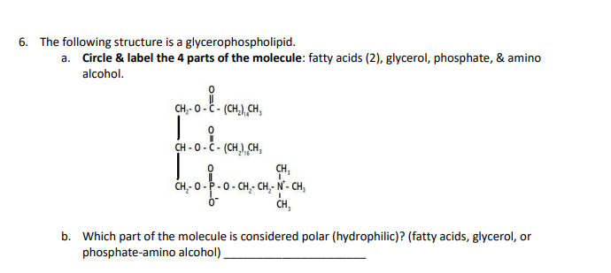 6. The following structure is a glycerophospholipid.
a. Circle & label the 4 parts of the molecule: fatty acids (2), glycerol, phosphate, & amino
alcohol.
CH- O - C - (CH,),CH,
0
...i.
CH - 0 - C - (CHỊ),CH,
CH₂-O-F
CH₁
-CH₂-CH₂-N-CH,
CH,
b. Which part of the molecule is considered polar (hydrophilic)? (fatty acids, glycerol, or
phosphate-amino alcohol)