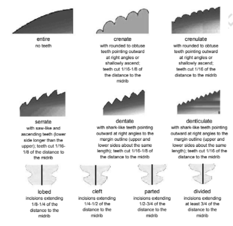 entire
crenate
crenulate
no teeth
with rounded to obtuse
with rounded to obtuse
teeth pointing outward
at right angles or
shallowly ascend;
teeth pointing outward
at right angles or
shallowly ascend;
teeth cut 1/16-1/8 of
teeth cut 1/16 of the
the distance to the
distance to the midrib
midrib
dentate
denticulate
with shark-like teeth pointing
outward at right angles to the
margin outline (upper and
serrate
with shark-like teeth pointing
outward at right angles to the
margin outline (upper and
with saw-like and
ascending teeth (lower
side longer than the
upper); teeth cut 1/16-
1/8 of the distance to
lower sides about the same
lower sides about the same
length); teeth cut 1/16-1/8 of
length); teeth cut 1/16 of the
distance to the midrib
the midrib
the distance to the midrib
cleft
parted
incisions extending
1/2-34 of the
lobed
divided
incisions extending
incisions extending
incisions extending
at least 3/4 of the
1/8-1/4 of the
1/4-1/2 of the
distance to the
distance to the
distance to the
distance to the
midrib
midrib
midrib
midrib
