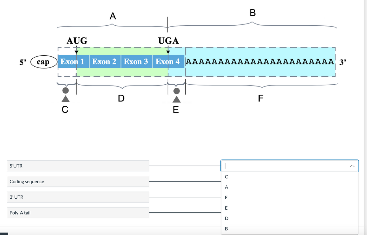 5' cap
5'UTR
Coding sequence
3' UTR
Poly-A tail
AUG
A
C
UGA
Exon 1 Exon 2 Exon 3 Exon 4 AAAAAAAAAAAAAAAAAAAAAAA 3'
D
E
T
C
A
F
E
D
B
B
F