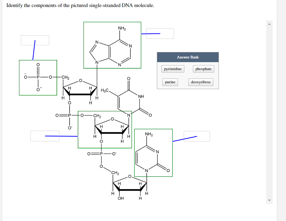 Identify the components of the pictured single-stranded DNA molecule.
DIO
-0-
-CH₂
H
H
H
N
H
H₂C
-CH₂
H
O
NH₂
CH₂
H
H
OH
N
H
NH
H
NH₂
'N'
I
Answer Bank
pyrimidine
purine
phosphate
deoxyribose