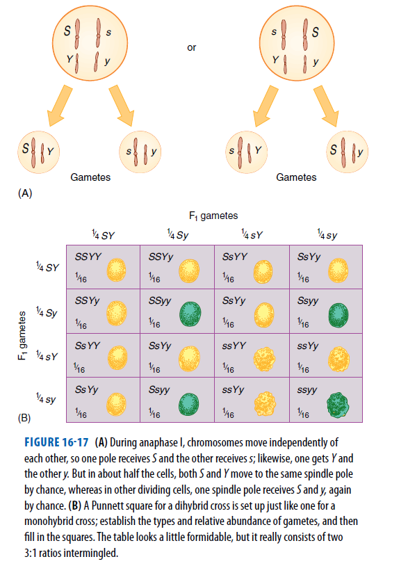 S
S
S
or
y
Gametes
Gametes
(A)
F, gametes
4 sY
4 sy
V4 SY
4 Sy
SSYY
SsYy
SSYY
SSYY
4 SY
46
46
V46
46
SSyy
SsYy
Ssyy
SSYY
V4 Sy
46
16
16
46
SSYY
ssYy
Ss YY
SsYy
V4 SY
46
46
46
46
Ss Yy
Ssyy
ssYy
ssyy
VA sy
46
46
(B)
FIGURE 16-17 (A) During anaphase I, chromosomes move independently of
each other, so one pole receives S and the other receives s; likewise, one gets Y and
the other y. But in about half the cells, both S and Y move to the same spindle pole
by chance, whereas in other dividing cells, one spindle pole receives S and y, again
by chance. (B) A Punnett square for a dihybrid cross is set up just like one for a
monohybrid cross; establish the types and relative abundance of gametes, and then
fill in the squares. The table looks a little formidable, but it really consists of two
3:1 ratios intermingled.
F, gametes
