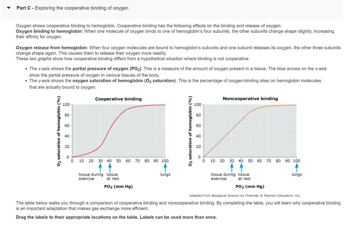 Part C - Exploring the cooperative binding of oxygen
Oxygen shows cooperative binding to hemoglobin. Cooperative binding has the following effects on the binding and release of oxygen:
Oxygen binding to hemoglobin: When one molecule of oxygen binds to one of hemoglobin's four subunits, the other subunits change shape slightly, increasing
their affinity for oxygen.
Oxygen release from hemoglobin: When four oxygen molecules are bound to hemoglobin's subunits and one subunit releases its oxygen, the other three subunits
change shape again. This causes them to release their oxygen more readily.
These two graphs show how cooperative binding differs from a hypothetical situation where binding is not cooperative.
• The x-axis shows the partial pressure of oxygen (PO₂). This is a measure of the amount of oxygen present in a tissue. The blue arrows on the x-axis
show the partial pressure of oxygen in various tissues of the body.
• The y-axis shows the oxygen saturation of hemoglobin (O₂ saturation). This is the percentage of oxygen-binding sites on hemoglobin molecules
that are actually bound to oxygen.
O₂ saturation of hemoglobin (%)
100
80
60
40-
20
0
0
Cooperative binding
10 20 30 40 50 60 70
tissue during
exercise
tissue
at rest
PO₂ (mm Hg)
80 90 100
lungs
O₂ saturation of hemoglobin (%)
100
80
60
40
20
0
0
Noncooperative binding
10 20 30
tissue during
exercise
40
50 60 70 80
tissue
at rest
PO2 (mm Hg)
90 100
lungs
Adapted from Biological Science by Freeman Ⓒ Pearson Education, Inc.
The table below walks you through a comparison of cooperative binding and noncooperative binding. By completing the table, you will learn why cooperative binding
is an important adaptation that makes gas exchange more efficient.
Drag the labels to their appropriate locations on the table. Labels can be used more than once.