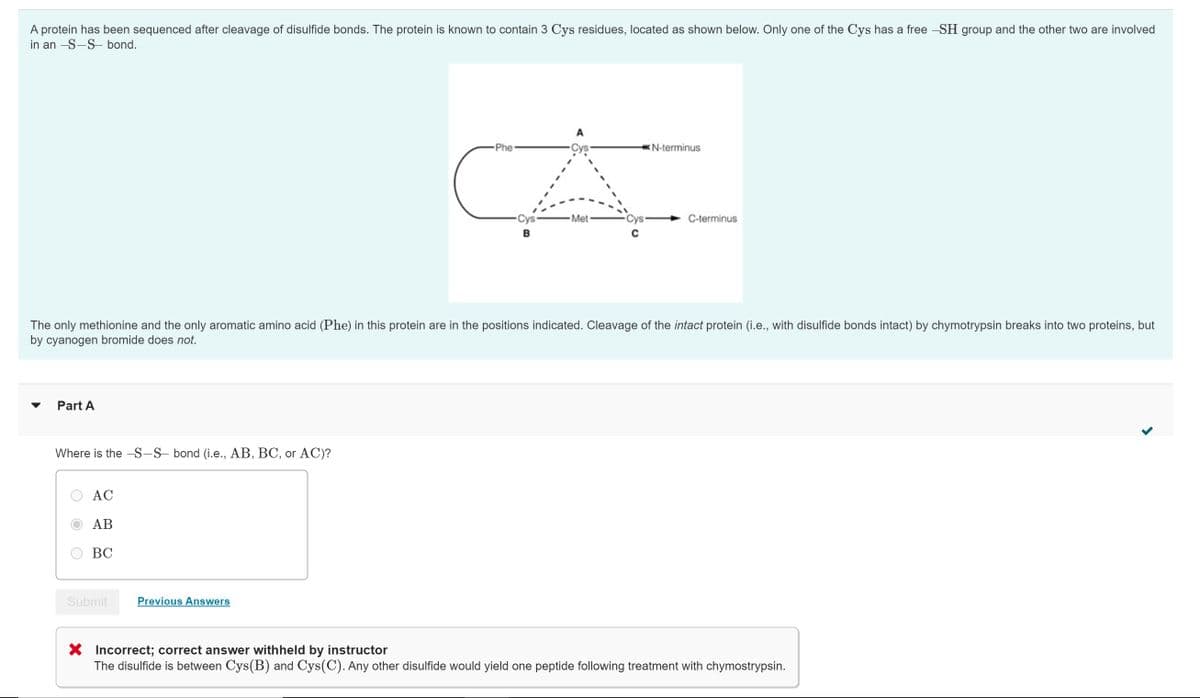 A protein has been sequenced after cleavage of disulfide bonds. The protein is known to contain 3 Cys residues, located as shown below. Only one of the Cys has a free -SH group and the other two are involved
in an -S-S- bond.
Part A
Where is the S―S bond (i.e., AB, BC, or AC)?
AC
AB
BC
Submit
A
-Cys
A
Met-
B
The only methionine and the only aromatic amino acid (Phe) in this protein are in the positions indicated. Cleavage of the intact protein (i.e., with disulfide bonds intact) by chymotrypsin breaks into two proteins, but
by cyanogen bromide does not.
Previous Answers
Phe
*N-terminus
C
C-terminus
X Incorrect; correct answer withheld by instructor
The disulfide is between Cys(B) and Cys(C). Any other disulfide would yield one peptide following treatment with chymostrypsin.