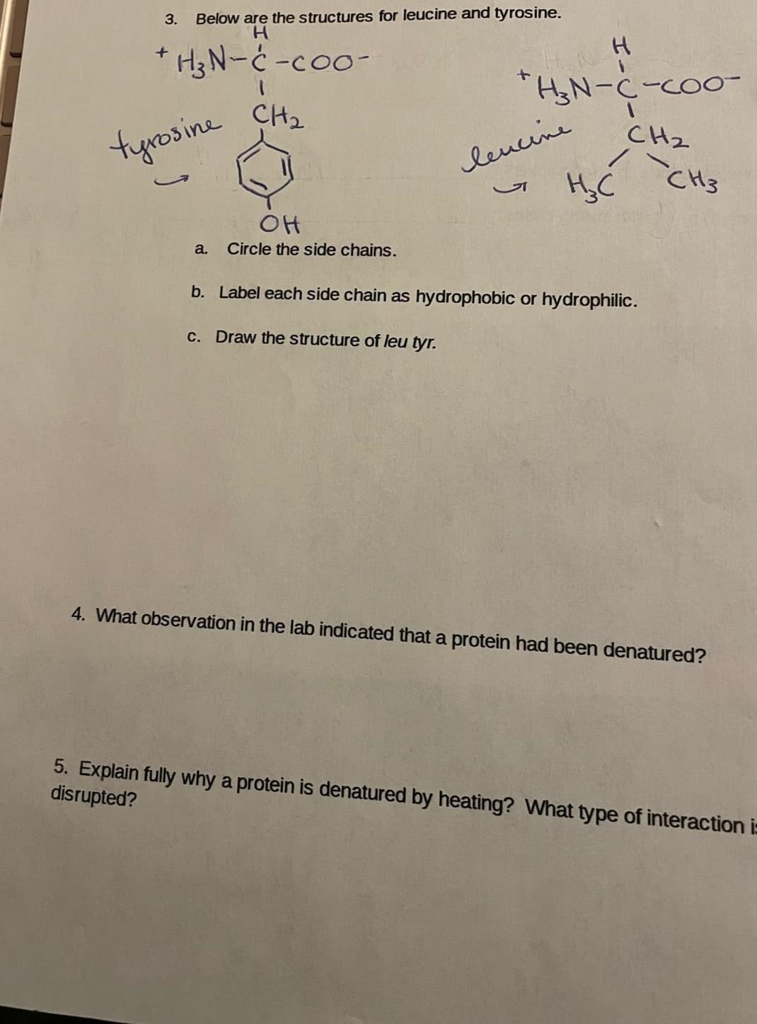 3.
Below are the structures for leucine and tyrosine.
H.
* H3N-C -coo-
"HN-C-Co
CH2
CH2
tyrosine
leucine
CH3
OH
a.
Circle the side chains.
b. Label each side chain as hydrophobic or hydrophilic.
c. Draw the structure of leu tyr.
4. What observation in the lab indicated that a protein had been denatured?
5. Explain fully why a protein is denatured by heating? What type of interaction is
disrupted?
