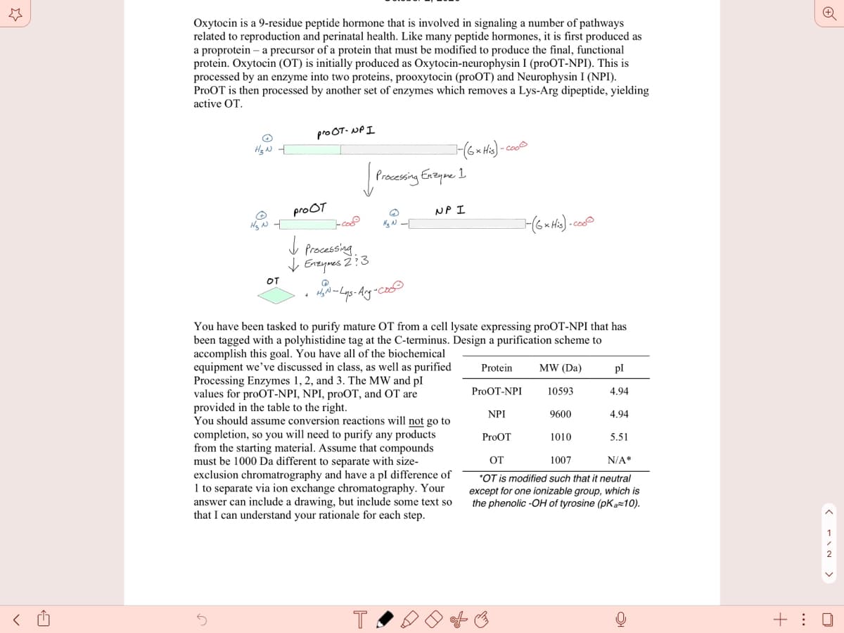 Oxytocin is a 9-residue peptide hormone that is involved in signaling a number of pathways
related to reproduction and perinatal health. Like many peptide hormones, it is first produced as
a proprotein – a precursor of a protein that must be modified to produce the final, functional
protein. Oxytocin (OT) is initially produced as Oxytocin-neurophysin I (proOT-NPI). This is
processed by an enzyme into two proteins, prooxytocin (proOT) and Neurophysin I (NPI).
ProOT is then processed by another set of enzymes which removes a Lys-Arg dipeptide, yielding
active OT.
pro OT- NP I
Hz N f
Precessing Exzyme I
proOT
NP I
-cooo
Processing
I Enzymes Ž:3
OT
You have been tasked to purify mature OT from a cell lysate expressing proOT-NPI that has
been tagged with a polyhistidine tag at the C-terminus. Design a purification scheme to
accomplish this goal. You have all of the biochemical
equipment we've discussed in class, as well as purified
Processing Enzymes 1, 2, and 3. The MW and pl
values for proOT-NPI, NPI, proOT, and OT are
provided in the table to the right.
You should assume conversion reactions will not go to
completion, so you will need to purify any products
from the starting material. Assume that compounds
must be 1000 Da different to separate with size-
exclusion chromatrography and have a pI difference of
1 to separate via ion exchange chromatography. Your
answer can include a drawing, but include some text so
that I can understand your rationale for each step.
Protein
MW (Da)
pl
ProOT-NPI
10593
4.94
NPI
9600
4.94
ProOT
1010
5.51
OT
1007
N/A*
*OT is modified such that it neutral
except for one ionizable group, which is
the phenolic -OH of tyrosine (pKa=10).
1
+ : 0
