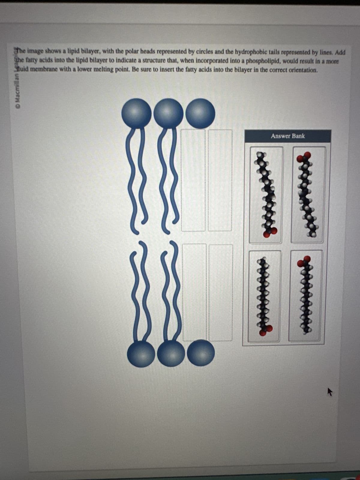 The image shows a lipid bilayer, with the polar heads represented by circles and the hydrophobic tails represented by lines. Add
the fatty acids into the lipid bilayer to indicate a structure that, when incorporated into a phospholipid, would result in a more
Stuid membrane with a lower melting point. Be sure to insert the fatty acids into the bilayer in the correct orientation.
© Macmillan Leaping
Answer Bank