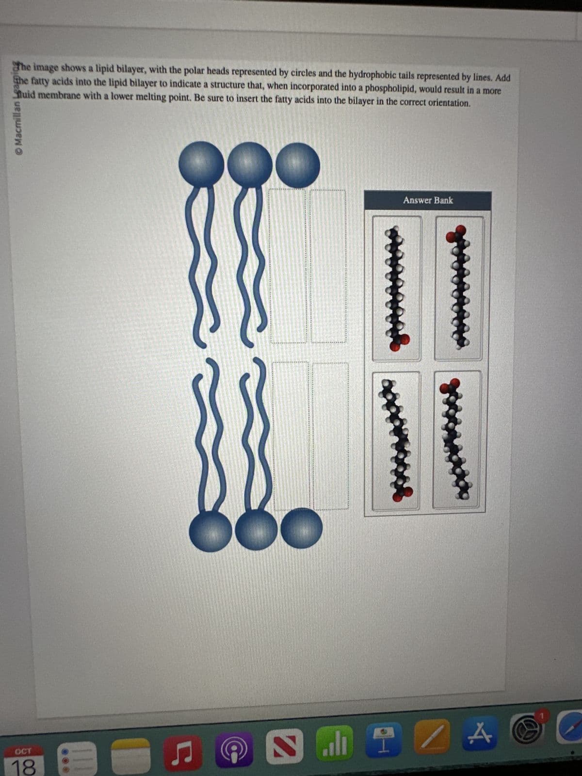 The image shows a lipid bilayer, with the polar heads represented by circles and the hydrophobic tails represented by lines. Add
The fatty acids into the lipid bilayer to indicate a structure that, when incorporated into a phospholipid, would result in a more
Suid membrane with a lower melting point. Be sure to insert the fatty acids into the bilayer in the correct orientation.
© Macmillan Leag
OCT
18
Ը
Answer Bank
all
A