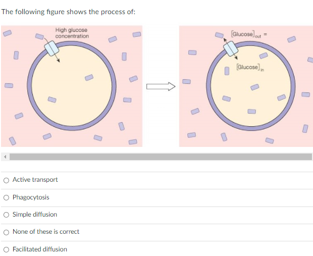 The following figure shows the process of:
High glucose
concentration
(Glucose)ut =
(Glucose],
O Active transport
Phagocytosis
O Simple diffusion
None of these is correct
Facilitated diffusion
