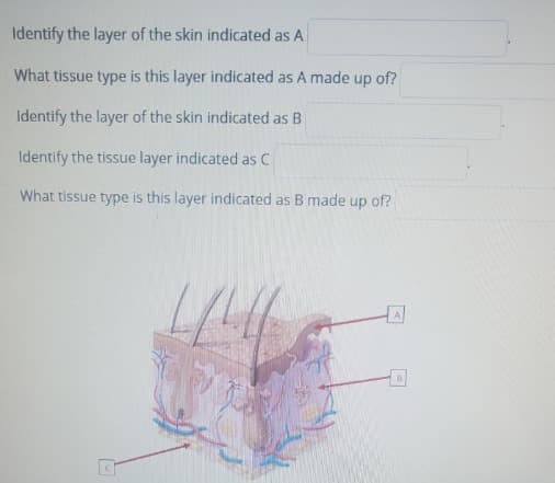 Identify the layer of the skin indicated as A
What tissue type is this layer indicated as A made up of?
Identify the layer of the skin indicated as B
Identify the tissue layer indicated as C
What tissue type is this layer indicated as B made up of?
