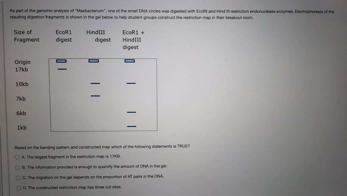 As part of the genomic analysis of "Maxbacterium", one of the small DNA circles was digested with EcoRI and Hind III restriction endonuclease enzymes. Electrophoresis of the
resulting digestion fragments is shown in the gel below to help student groups construct the restriction map in their breakout room.
Size of
EcoR1
HindIII
EcoR1 +
Fragment
digest
digest
HindIII
digest
Origin
17kb
10kb
7kb
6kb
1kb
Based on the banding pattern and constructed map which of the following statements is TRUE?
O A. The largest fragment in the restriction map is 17KB.
O B. The information provided is enough to quantify the amount of DNA in the gel.
O C. The migration on the gel depends on the proportion of AT pairs in the DNA.
O D. The constructed restriction map has three cut sites.
