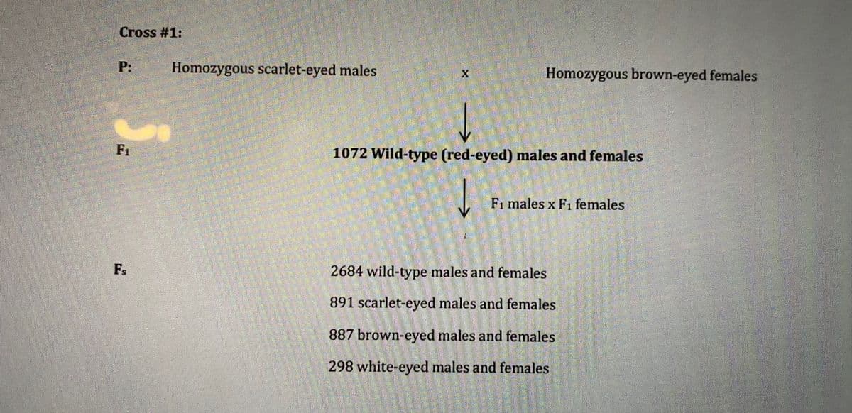 ### Genetic Cross Experiment: Eye Color in Drosophila

#### Cross #1:

**Parental Generation (P):**
- Homozygous scarlet-eyed males (ss) 
- Homozygous brown-eyed females (bb) 

**First Filial Generation (F₁):**
- Result: 1072 Wild-type (red-eyed) males and females

**Second Filial Generation (F₂):**
- Cross: F₁ males x F₁ females
- Result:
  - 2684 wild-type males and females
  - 891 scarlet-eyed males and females
  - 887 brown-eyed males and females
  - 298 white-eyed males and females

#### Explanation:

In this genetic cross experiment, the purpose was to study the inheritance pattern of eye color in Drosophila melanogaster (fruit flies). 

1. **Parental Generation (P):** 
  - **Homozygous scarlet-eyed males (ss)** were crossed with **Homozygous brown-eyed females (bb)**.

2. **First Filial Generation (F₁):**
  - The offspring from this cross were all of the wild-type (red-eyed), suggesting that red eye color is dominant over scarlet and brown eye color. The F₁ generation consisted of 1072 males and females with red eyes.

3. **Second Filial Generation (F₂):**
  - F₁ males were crossed with F₁ females. The offspring in the F₂ generation displayed a variety of eye colors:
    - 2684 wild-type (red-eyed) males and females
    - 891 scarlet-eyed males and females
    - 887 brown-eyed males and females
    - 298 white-eyed males and females

This experiment demonstrates classic Mendelian inheritance with a wild-type (red-eye) dominance and the appearance of two recessive traits (scarlet and brown eyes) along with the expression of other phenotypes such as white eyes due to possible genetic combinations.