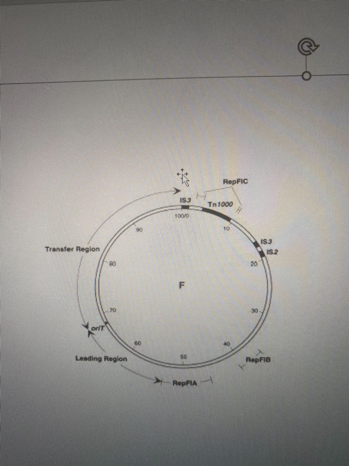 ### Diagram of the F Plasmid Map

The image depicts a circular map of the F Plasmid, a fertility plasmid found in bacterial cells. The circle represents the plasmid DNA, commonly involved in bacterial conjugation.

**Circular Map Key Regions and Elements:**

1. **RepFIC**: A region responsible for the replication of the F plasmid.
2. **Tn1000**: Denotes a transposable element, also known as a transposon, which can change its position within the genome.
3. **IS3 and IS2**: These are insertion sequences, which are simple transposable elements.
4. **Transfer Region**: This segment is involved in the transfer of the plasmid during bacterial conjugation.
5. **oriT**: Origin of transfer, the sequence where plasmid transfer starts during conjugation.
6. **Leading Region**: The leading strand sequence that is involved in DNA replication.
7. **RepFIA and RepFIB**: Regions responsible for the replication control of the F plasmid.

**Circular Structure Explanation:**
- The circular representation of the plasmid is marked with numerical values (10, 20, 30, etc.) which likely denote the position (in kilobases) of each feature around the plasmid circle.
- The arrows around the plasmid indicate the directionality of certain regions, crucial for understanding gene expression and replication dynamics.

This diagram is essential for comprehending how genetic elements are organized within the F plasmid and their roles in processes such as plasmid replication and conjugation.