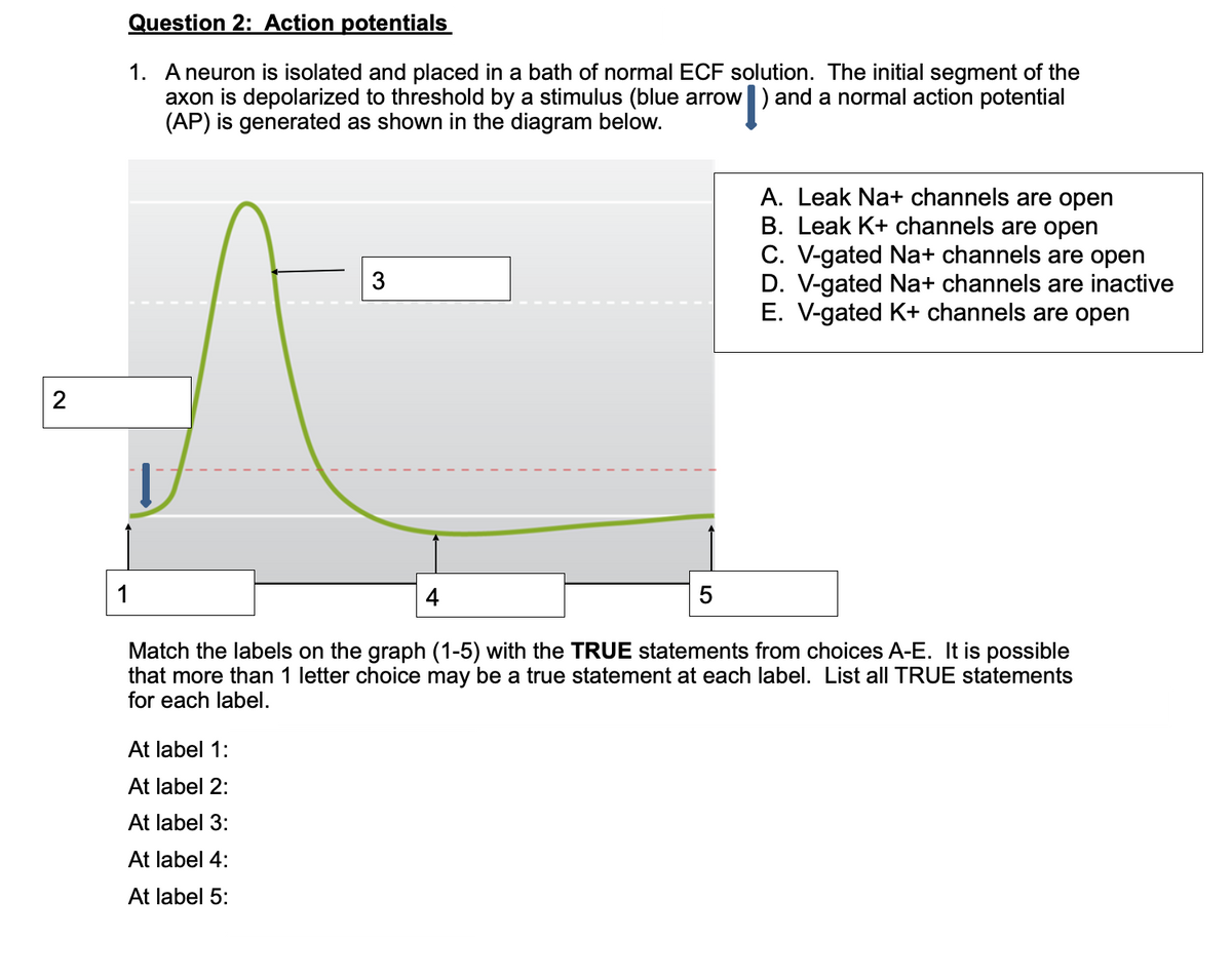 Question 2: Action potentials
1. A neuron is isolated and placed in a bath of normal ECF solution. The initial segment of the
axon is depolarized to threshold by a stimulus (blue arrow
(AP) is generated as shown in the diagram below.
and a normal action potential
A. Leak Na+ channels are open
B. Leak K+ channels are open
C. V-gated Na+ channels are open
D. V-gated Na+ channels are inactive
E. V-gated K+ channels are open
3
1
4
5
Match the labels on the graph (1-5) with the TRUE statements from choices A-E. It is possible
that more than 1 letter choice may be a true statement at each label. List all TRUE statements
for each label.
At label 1:
At label 2:
At label 3:
At label 4:
At label 5:
