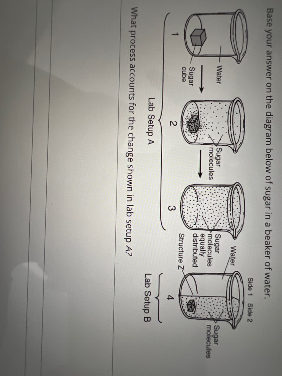 Base your answer on the diagram below of sugar in a beaker of water.
1
Water
Sugar
cube
2
Sugar
molecules
3
Water
Sugar
molecules
equally
distributed
Structure Z
Lab Setup A
What process accounts for the change shown in lab setup A?
Side 1
4
Side 2
Lab Setup B
Sugar
molecules