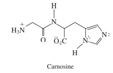 H
H3N
N:
N.
H
Carnosine
