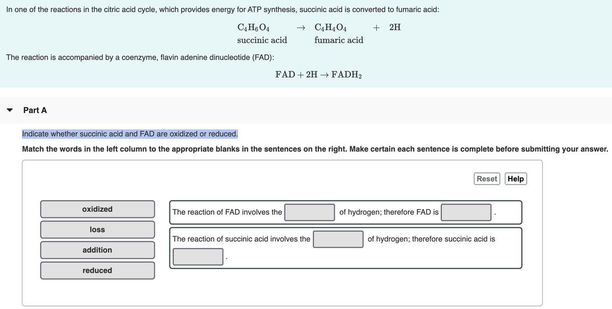 In one of the reactions in the citric acid cycle, which provides energy for ATP synthesis, succinic acid is converted to fumaric acid:
C4H6 O4
+ C4H4O4
+ 2H
succinic acid
fumaric acid
The reaction is accompanied by a coenzyme, flavin adenine dinucleotide (FAD):
FAD + 2H → FADH2
▼
Part A
Indicate whether succinic acid and FAD are oxidized or reduced.
Match the words in the left column to the appropriate blanks in the sentences on the right. Make certain each sentence is complete before submitting your answer.
Reset
Help
oxidized
The reaction of FAD involves the
of hydrogen; therefore FAD is
loss
The reaction of succinic acid involves the
of hydrogen; therefore succinic acid is
addition
reduced
