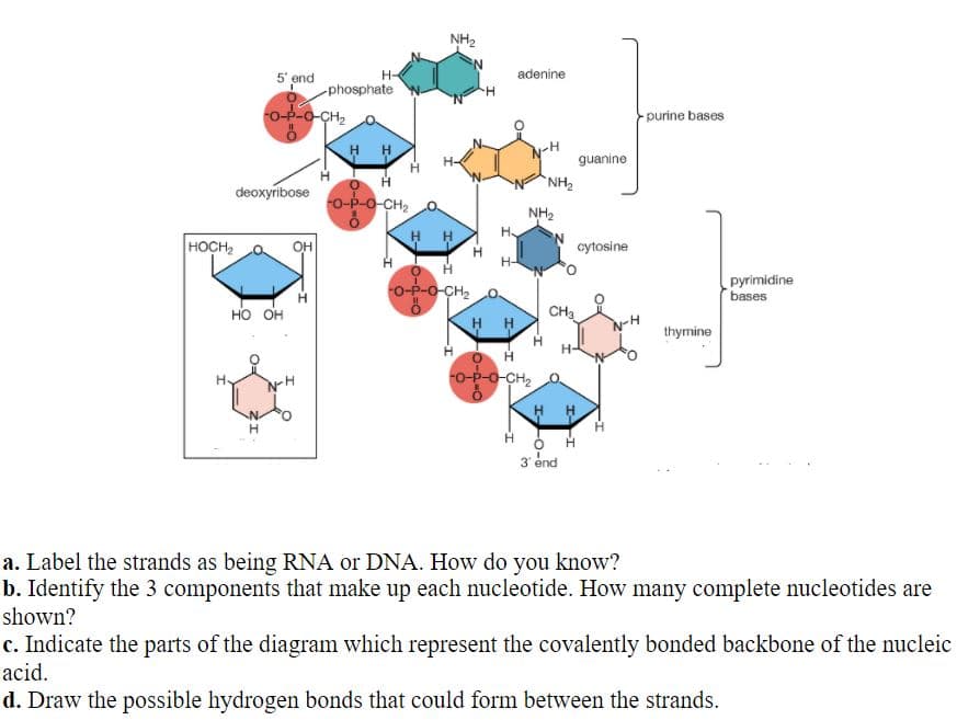 NH2
5' end
H-
adenine
-phosphate
o--o-CH,
-purine bases
H H
guanine
H.
NH2
deoxyribose
o-P-o-CH2 0.
NH2
H H
HOCH
он
cytosine
H-
o-P-o-CH2
pyrimidine
bases
но он
CH3
H H
N-H
thymine
H-
o-P-o-CH2 0.
H.
H.
3 end
a. Label the strands as being RNA or DNA. How do you know?
b. Identify the 3 components that make up each nucleotide. How many complete nucleotides are
shown?
c. Indicate the parts of the diagram which represent the covalently bonded backbone of the nucleic
acid.
d. Draw the possible hydrogen bonds that could form between the strands.
